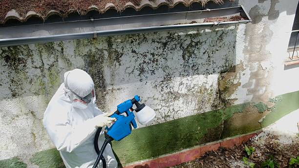 Top rated local Mold Remediation specialists in Dornsife, PA